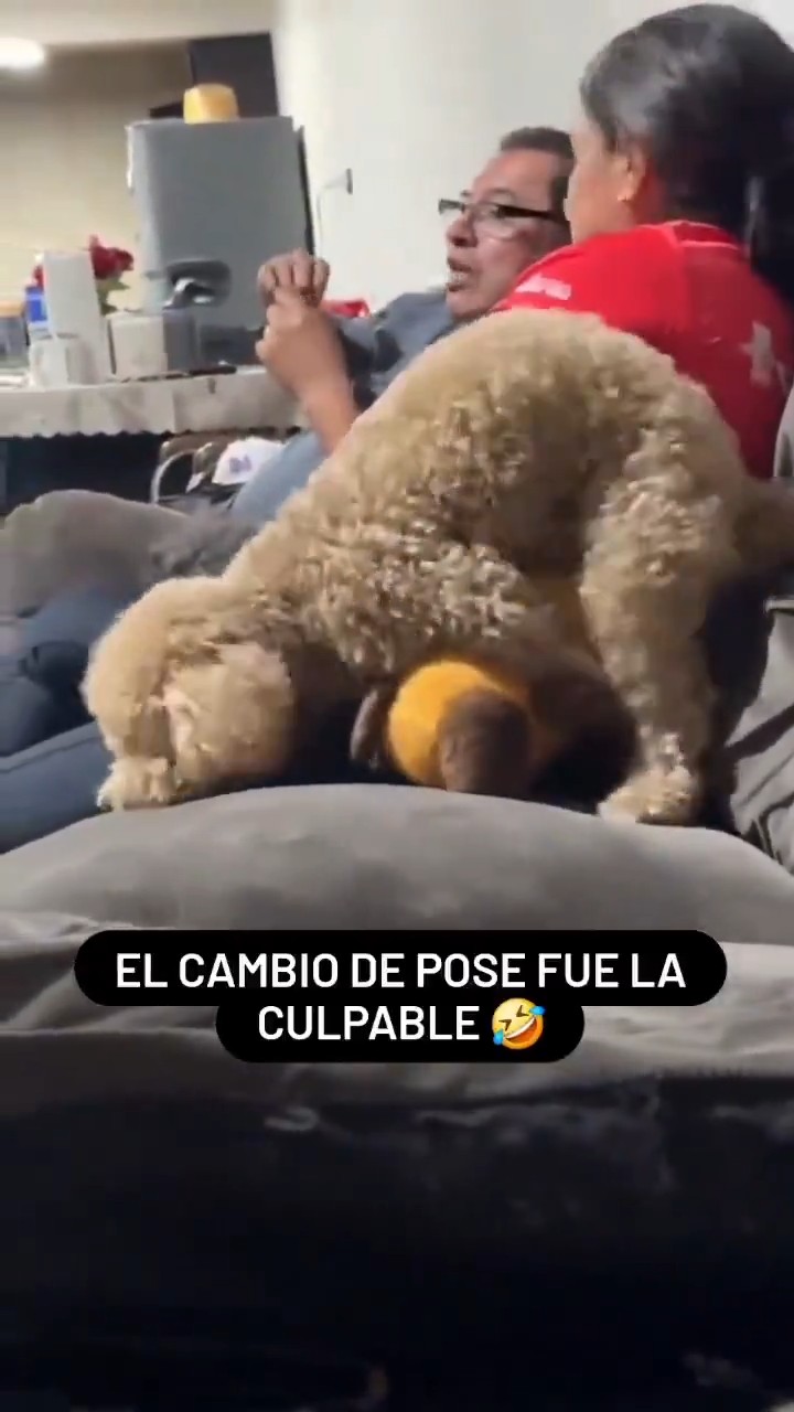 【動画】犬????「これボクのッ゛????ボクのォッ゛????」ﾍｺﾍｺ
