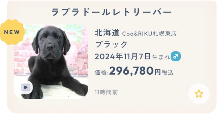 【画像】一体30万円超えの最新ラブラドールがヤバイwwwｗｗｗｗｗ