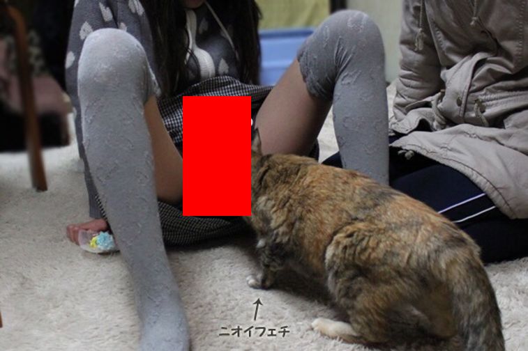 【画像】ネコ????「クンクン」←女の子の股間ｗｗｗｗｗｗｗｗｗｗ