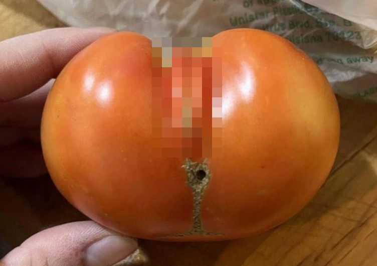 【画像】女の子すぎるトマトが発見されるｗｗｗｗｗ