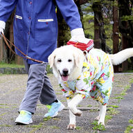 【衝撃】盲導犬に犬接近で転倒事故…飼い主の意識が問われる件