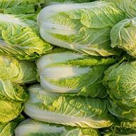 【衝撃】白菜を溶液に浸して出荷…中国当局が緊急調査