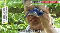 【衝撃】被害額約200万円…梨5000個盗難で農家が閉園決断へ