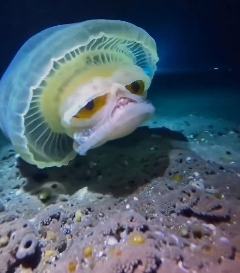 【画像】新種のクラゲ、見つかるｗｗｗｗｗｗｗｗｗｗｗｗｗｗｗｗｗｗｗｗｗｗｗｗｗｗ