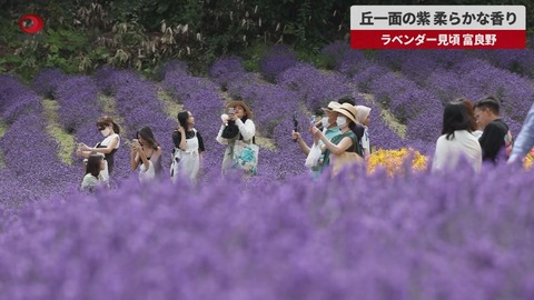 【7月中旬までがピーク】富良野のラベンダー畑が今まさに見頃！6万株が咲き誇る絶景と香りに観光客も感嘆