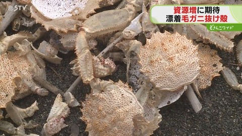 【毛蟹】北海道・白老町の海岸が異様な光景に…毛ガニの甲羅や脚がびっしり！
