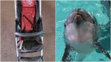 【水族館】小樽！無料の貸し出しベビーカーが次々と消える！1台7万円