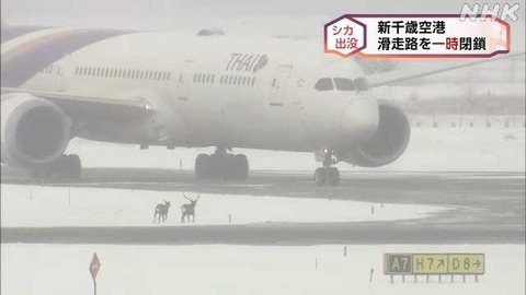 【北海道】新千歳空港の滑走路にシカ侵入、一時閉鎖で3機が着陸やり直し！