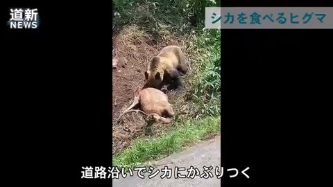 【北海道】北海道美瑛町でクマ出没！シカを食べる姿が目撃される！