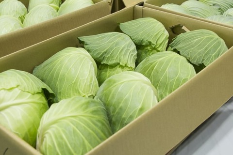 【野菜】キャベツ1玉598円！「高級食材」化に衝撃走る農家の苦悩!!!