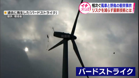 【北海道】絶滅危惧種のバードストライク多発、風力発電を一時停止！