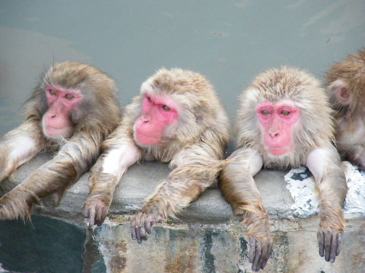 【北海道】函館市熱帯植物園、48年ぶりに来場者20万人超え！