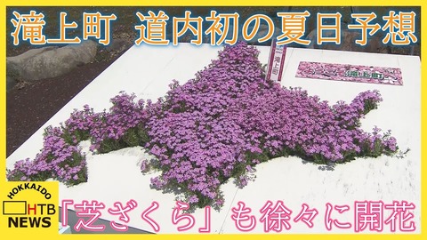 【北海道2025】滝上町で今季初の夏日予想！芝ざくら滝上公園の見頃や気温上昇の影響は？