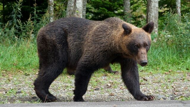 69歳猟師の壮絶な闘い！クマとの生死をかけたバトル‼