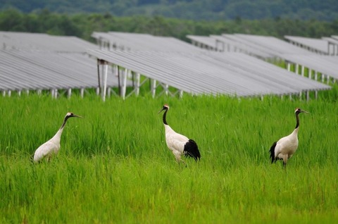 【北海道】釧路市の建設計画で危機的状況、保護のための対応策は？