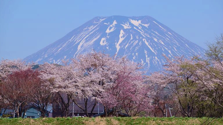 【桜前線】北海道の春を彩る「桜づつみ」2025年版！尻別川・沙流川など人気の川沿いスポットまとめ