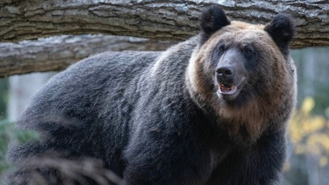 【石狩市】ヒグマが何かを食べてたらしいぞwww警察もビビりまくりww