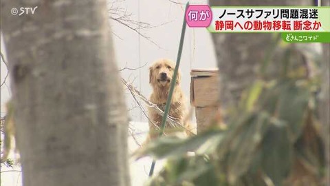 【北海道】ノースサファリサッポロの動物移転断念、背後にある理由とは？