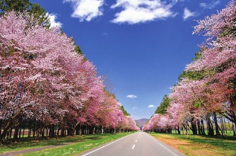 【北海道】2025年4月開催！北海道のおすすめイベント10選 桜まつりやグルメを満喫！
