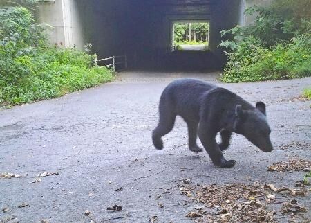 【北海道】クマ出没増加のお知らせ！ドングリ豊作で繁殖ウハウハらしいwww