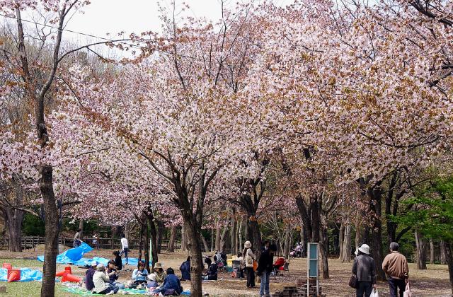 【春】札幌＆近郊でお花見×バーベキューが楽しめる公園まとめ