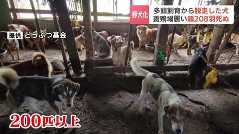 【北海道】多頭飼育崩壊の野犬が養鶏場を襲撃し208羽死亡、捕獲の男性が負傷 ！