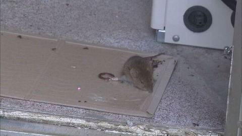 【北海道】道南・福島町でネズミ異常発生！住宅街や農地に被害拡大！