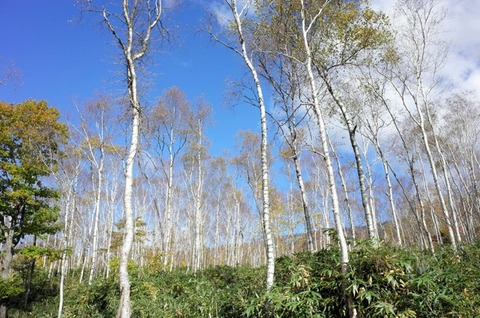 【悲報】思わぬ花粉症！北海道の白木がもたらす影響と対策！