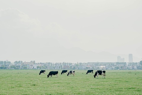 【北海道大学】北海道大学キャンパス内で撮影された牛の群れが話題にwwwwww