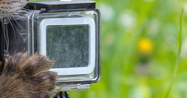 【仰天】北海道の森で激写！子ギツネがGoProにガブッ！