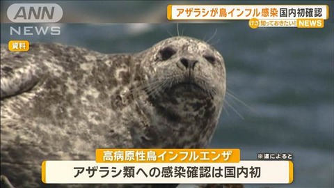 【悲報】アザラシの死骸から鳥インフルウイルスを検出！北海道で何が起きた？