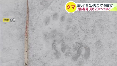 【北海道】千歳市でヒグマの足跡発見！冬眠から目覚めた?